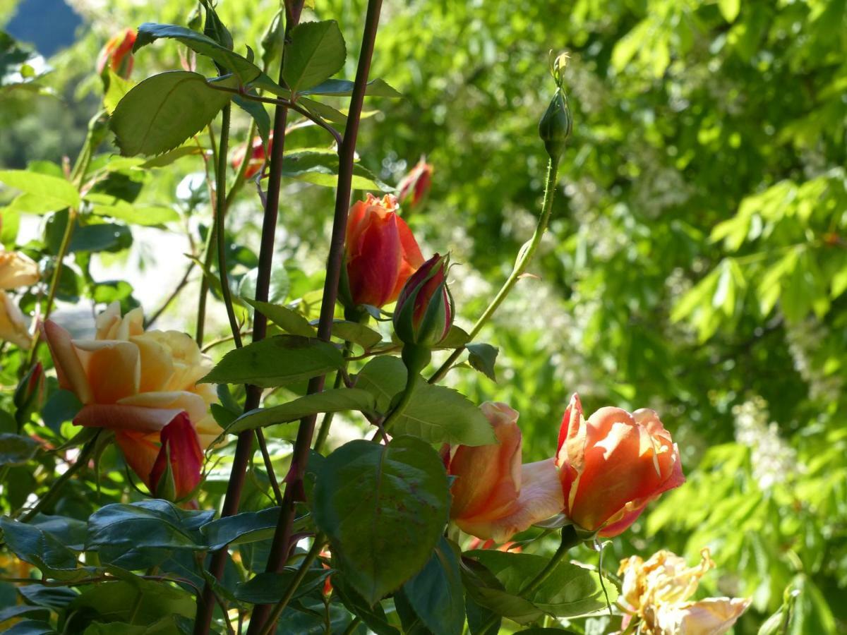 La Ferme Du Petit Segries Bed And Breakfast Moustiers-Sainte-Marie Exterior foto